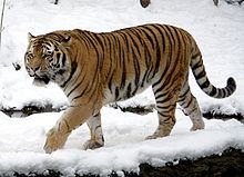 Siberian Tiger 